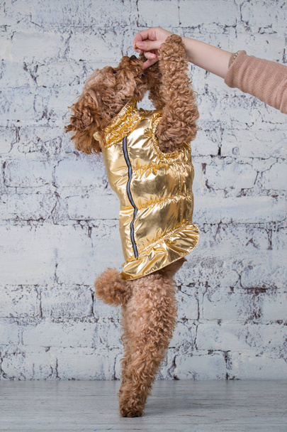 Pequeño perro divertido de color marrón con pelo rizado de raza caniche juguete posando en ropa para perros. Sujeto accesorios y trajes de moda para mascotas. Elegante mono, traje para clima frío para animales
 - Foto, imagen