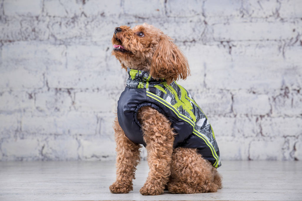 Small funny dog of brown color with curly hair of toy poodle breed posing in clothes for dogs. Subject accessories and fashionable outfits for pets. Stylish overalls, suit for cold weather for animal - Photo, Image