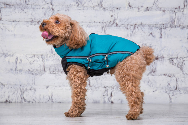 おもちゃのプードルの品種の巻き毛を持つ茶色の小さな面白い犬は、犬のための服でポーズ。ペットのためのアクセサリーやファッショナブルな衣装を対象に。スタイリッシュなオーバーオール、動物のための寒い天候のためのスーツ - 写真・画像