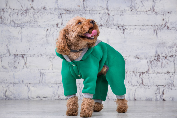 Μικρό αστείο σκυλί καφέ χρώμα με σγουρά μαλλιά του σκύλου παιχνίδι ράτσα ποζάρει σε ρούχα για σκύλους. Αξεσουάρ θέμα και μοντέρνα ρούχα για τα κατοικίδια ζώα. Κομψή φόρμα, κοστούμι για κρύο καιρό για τα ζώα - Φωτογραφία, εικόνα