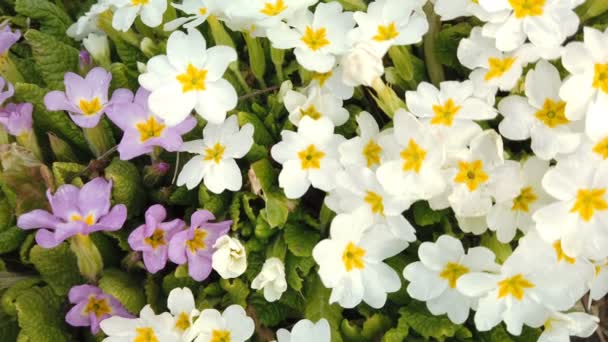 Materiał z pięknych kolorowych kwiatów kwitną w wiosennym ogrodzie. Dekoracyjne kolorowe kwiaty kwitną wiosną - Materiał filmowy, wideo