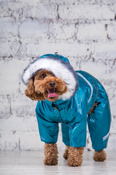 Köpekler için giysi poz oyuncak kaniş cinskk saçlı kahverengi renkli küçük komik köpek. Konu aksesuarları ve evcil hayvanlar için şık kıyafetler. Şık tulumlar, hayvan için soğuk havaiçin uygun - Fotoğraf, Görsel