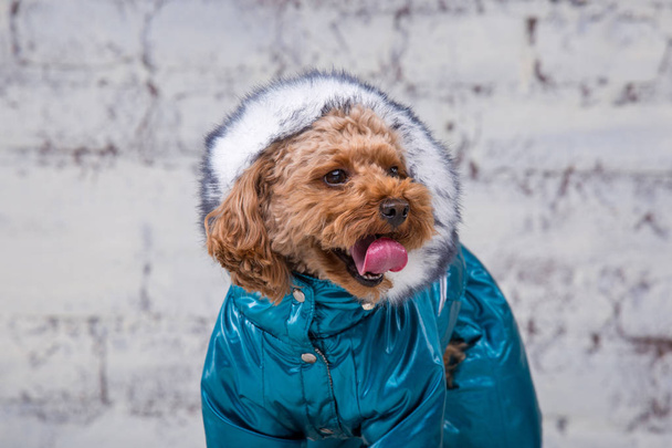 Small funny dog of brown color with curly hair of toy poodle breed posing in clothes for dogs. Subject accessories and fashionable outfits for pets. Stylish overalls, suit for cold weather for animal - Photo, Image