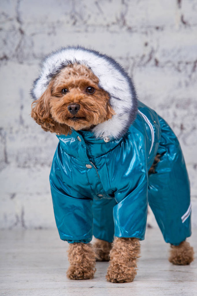 kleiner lustiger Hund brauner Farbe mit lockigem Haar der Pudelrassen, der in Hundekleidung posiert. Thema Accessoires und modische Outfits für Haustiere. stylische Overalls, Anzug für kaltes Wetter für Tiere - Foto, Bild