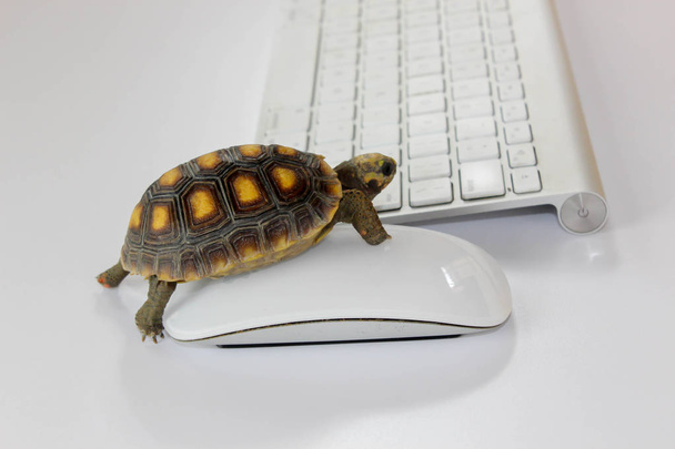 kilpikonna tietokoneella näppäimistöllä ja langattomalla hiirellä, hidas internet, hidas prosessori
 - Valokuva, kuva