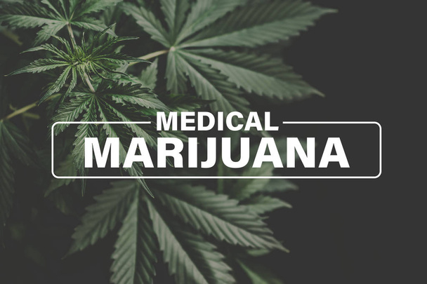 Medical marijuana, marijuana leaves, marijuana vegetation plants hemp, cultivation cannabis, Growing cannabis indica, background green, - Foto, Bild
