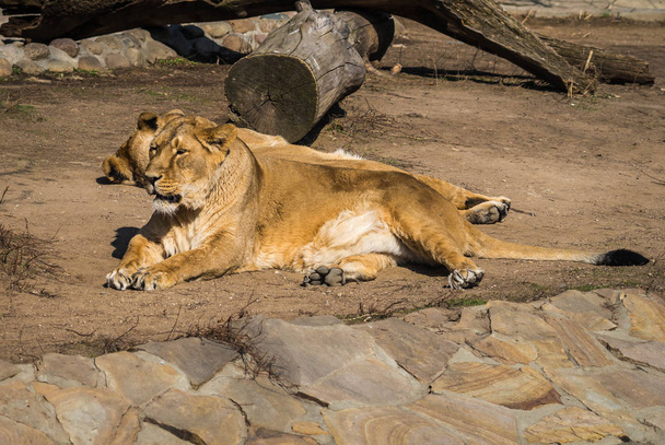 Two lionesses resting on the meadow - Zdjęcie, obraz