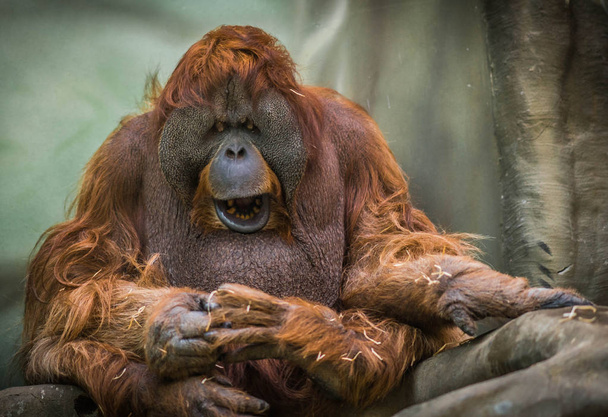 Large red sumatran orangutan with round face - Фото, изображение