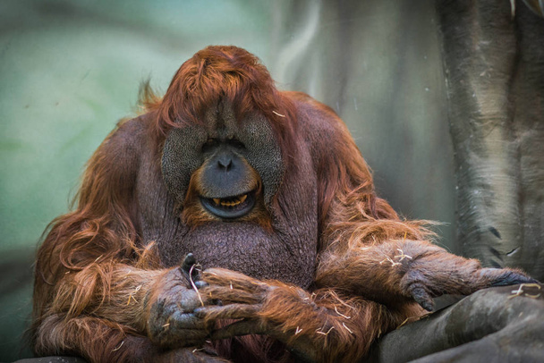 Large red sumatran orangutan with round face - Фото, изображение