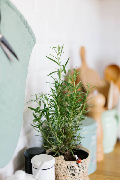 Kitchen accessories, kitchen details, plants on wooden table, white ceramic brick wall background - Foto, Imagen
