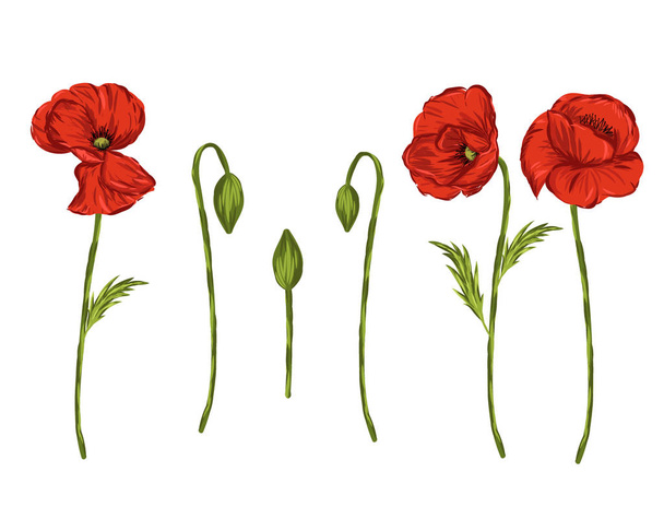 Red Poppy flower isolated vector illustration elements - Вектор, зображення