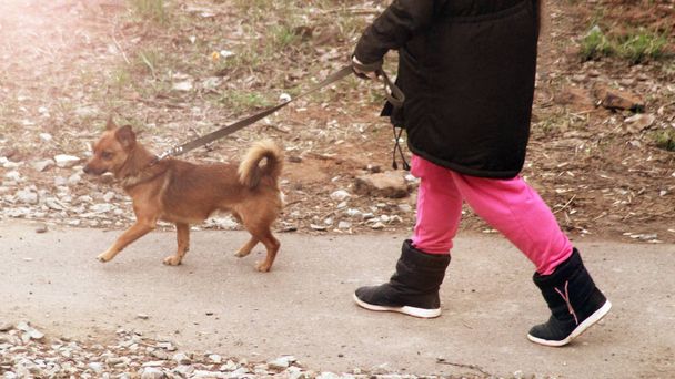Жінка і собака на прогулянці, на відкритому повітрі
 - Фото, зображення