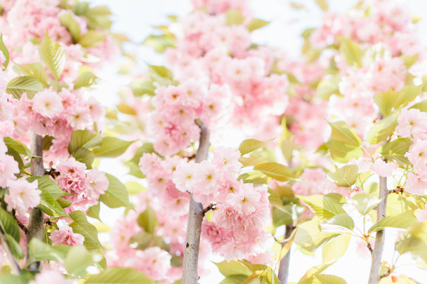 Frühling Hintergrundkunst mit rosa Blüte. - Foto, Bild