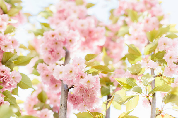 Primavera arte di sfondo con fiori rosa. - Foto, immagini