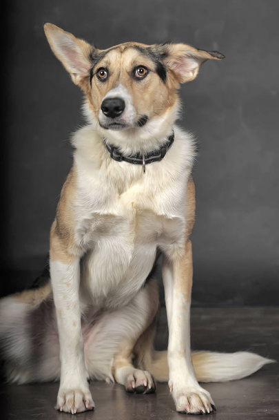 white tricolor mongrel dog on a gray background in the studio - 写真・画像