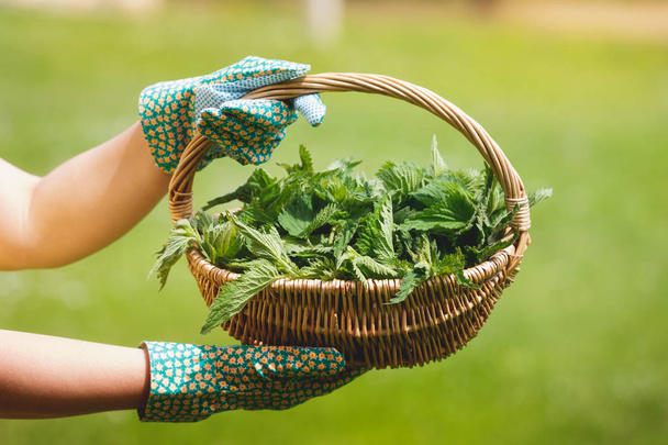 Freshly Picked Nettle. Woman holding a basket of fresh stinging nettles with garden gloves, selective focus - Фото, зображення