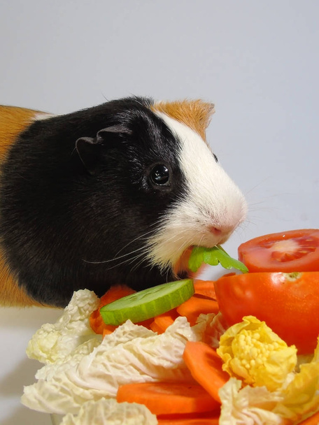                                  Black, white and brown colored guinea pig with plate of salad made of  cabbage, carrot, tomato, cucumber and parsley.  - Photo, Image