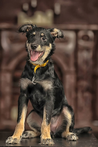 negro con marrón pequeño lindo cachorro alegre, pura raza mestiza
, - Foto, imagen