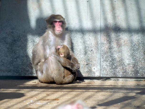 japonais macaque dans zoo
 - Photo, image