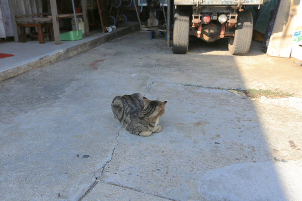 άστεγο γάτα - Φωτογραφία, εικόνα