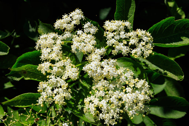 Fleur blanche de sureau noir (Sambucus nigra) close-u
 - Photo, image