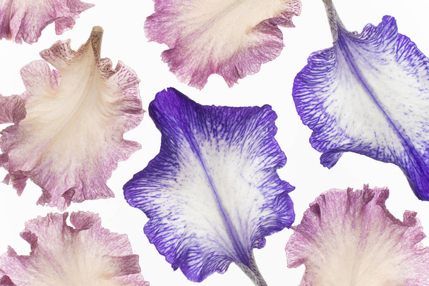 iris petals on white - Fotografie, Obrázek