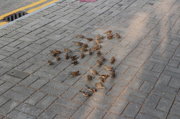 ένα μεγάλο σμήνος πουλιών της πόλης στο δρόμο - Φωτογραφία, εικόνα