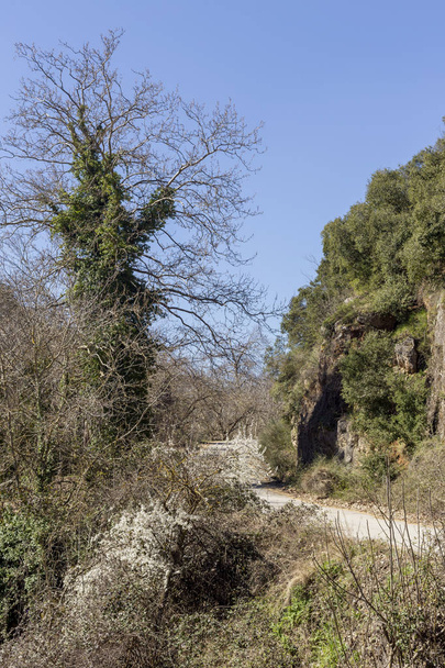 A vidéki út és fák (Görögország, Peloponnészosz). - Fotó, kép