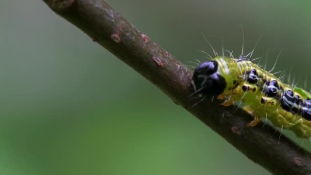 A Box Tree moly Caterpillar egy fa ága (Cydalima perspectalis) - Felvétel, videó