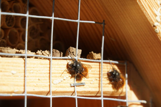 Дика бджола сидить на вулику
 - Фото, зображення