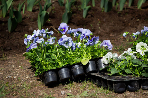 purple pansy flowers in plastic pots are prepared for planting around a flower bed in the territory of Gatchina Park. reportage. - Photo, Image