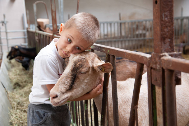 blond caucasian child hugs a beige goat inside a stable - Photo, Image
