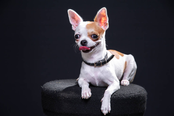 white and brown chiwawa on a black background - Photo, Image