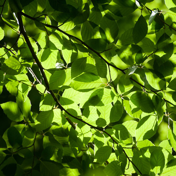 Kare yeşil yaprak arka plan - Fotoğraf, Görsel