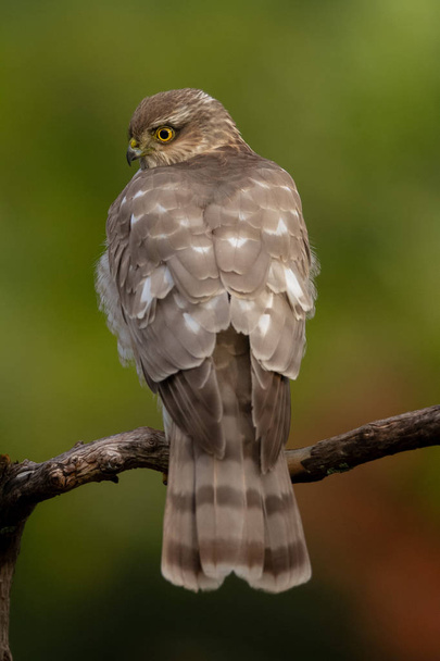 The Eurasian Sparrowhawk, in the beautiful colorful autumn environment. - Photo, Image