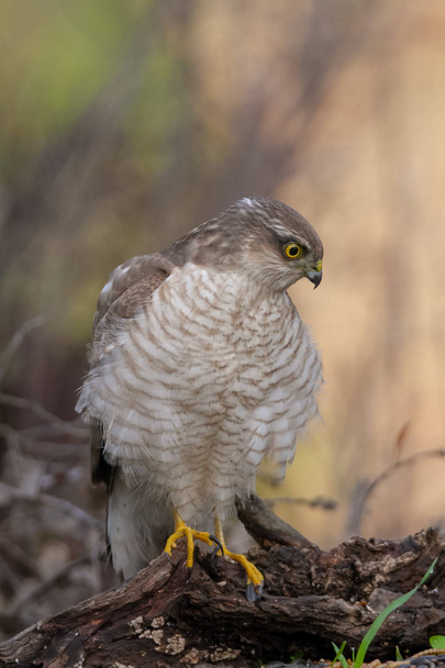 The Eurasian Sparrowhawk, in the beautiful colorful autumn environment. - Photo, Image