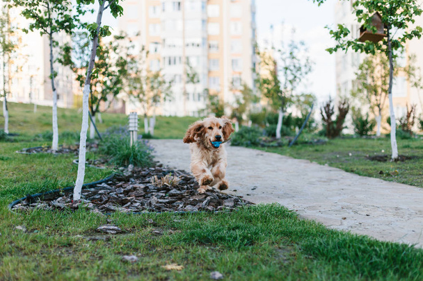 Angol cocker spániel kutya játszik a játék labdát - Fotó, kép