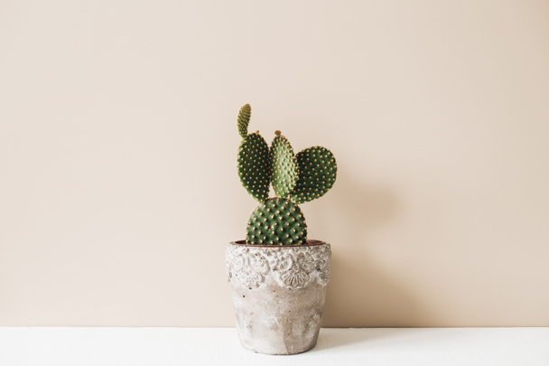Closeup of cactus in flowerpot on beige background. Minimal neutral floral composition. - 写真・画像
