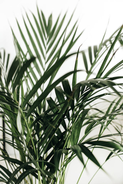 Primer plano de las hojas de palma sobre fondo blanco
. - Foto, Imagen
