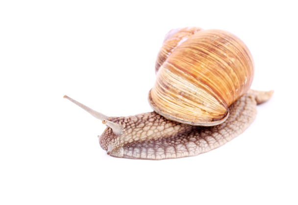 Snail isolated - Foto, Bild