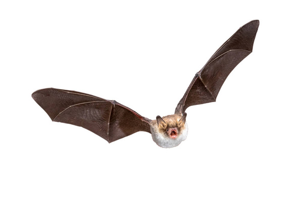 Flying Natterers bat isolated on white background - Photo, Image
