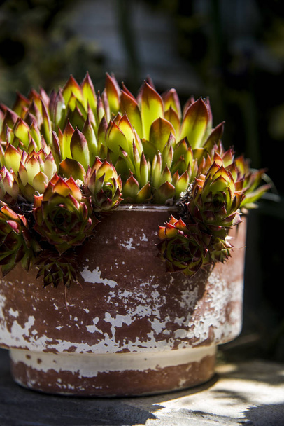 elegant succulent on pot vintage style - Foto, afbeelding
