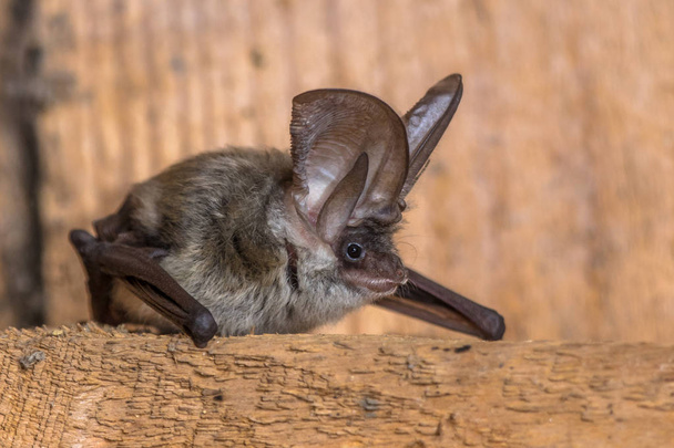 Pipistrello dalle orecchie lunghe grigio
 - Foto, immagini