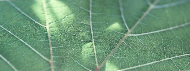 Liść winogronowy, zielony stonowany, makro. Zbliżenie tekstury z przestrzenią kopiowania - Zdjęcie, obraz