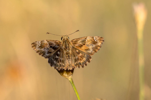 Mallow skipper butterfly - Photo, Image