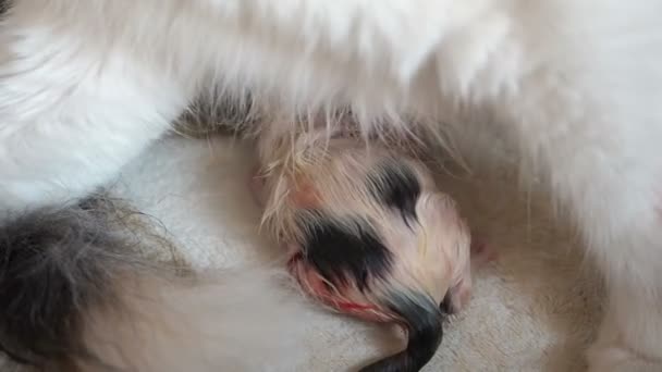 Breastfeeding Newborn Kitten Close Up. Cute Cat Family. Mom Cat Gives Milk Feeding and Takes Care of Her Cute Just Born Kitten. Mother Often Breathes Due to Labor Pains. Little Kitten Suck a Tit - Video, Çekim