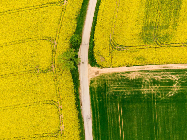 緑と黄色のフィールド間の道路の航空写真。カノーラ菜種畑と緑の作物畑の農業ドローンショット。農場近くの生態農業、大きな土地で植物を育てる - 写真・画像