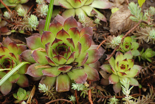 Modern (Sempervivum latin)-a szukkulens növények egyik neme a hizlaló családban (Crassulaceae). - Fotó, kép