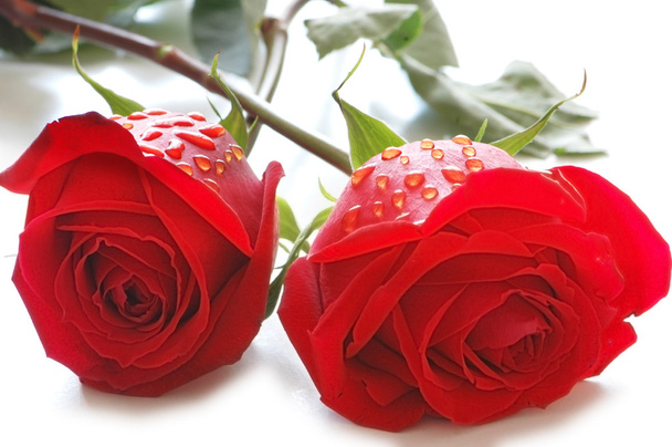 Deux roses avec gouttes d'eau isolées
 - Photo, image