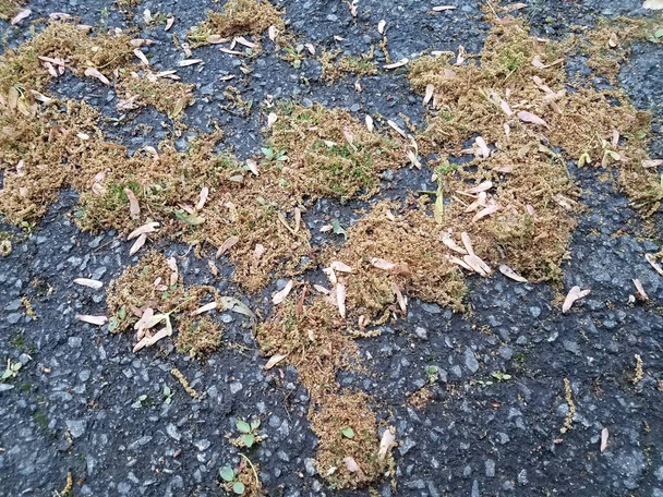 семена пыльцы и кленового дерева на черном асфальте
 - Фото, изображение